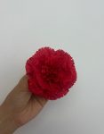 Clavel pinza rojo