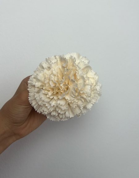 Clavel pinza blanco roto